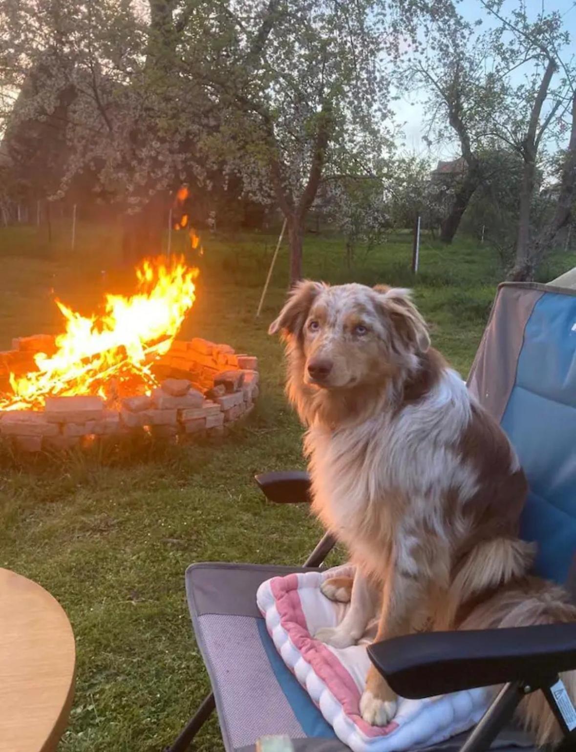 Villaharmony Wartet Auf Familien Mit Hund! Lommatzsch 外观 照片