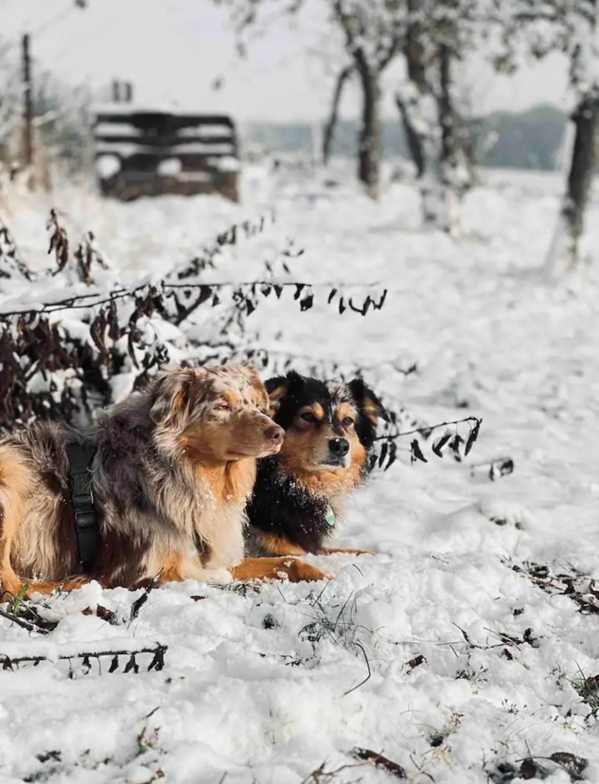 Villaharmony Wartet Auf Familien Mit Hund! Lommatzsch 外观 照片